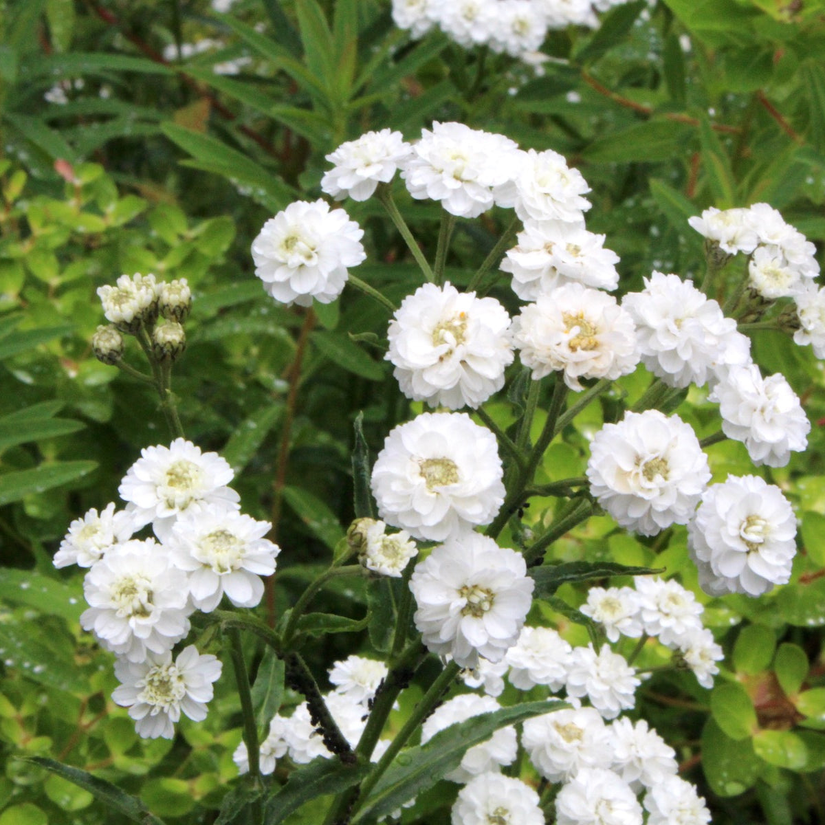 Achillea ptarmica (The Pearl Group) 'The Pearl' (clonal) (d)  Ballyrobert  Gardens