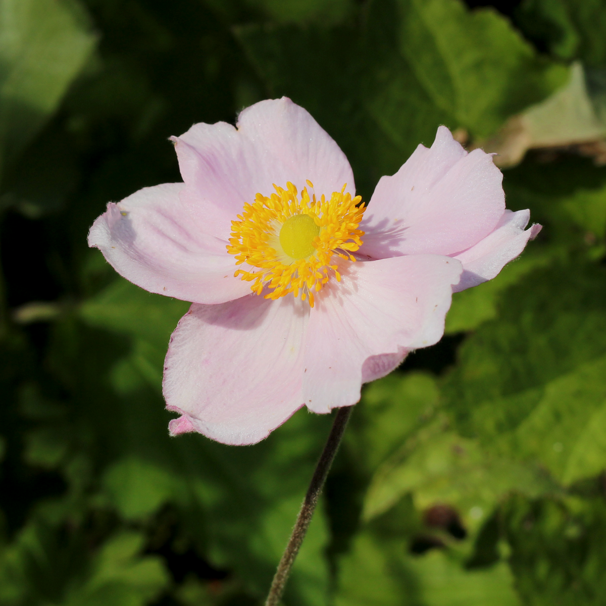 Anemone x hybrida 'September Charm' – Ballyrobert Gardens