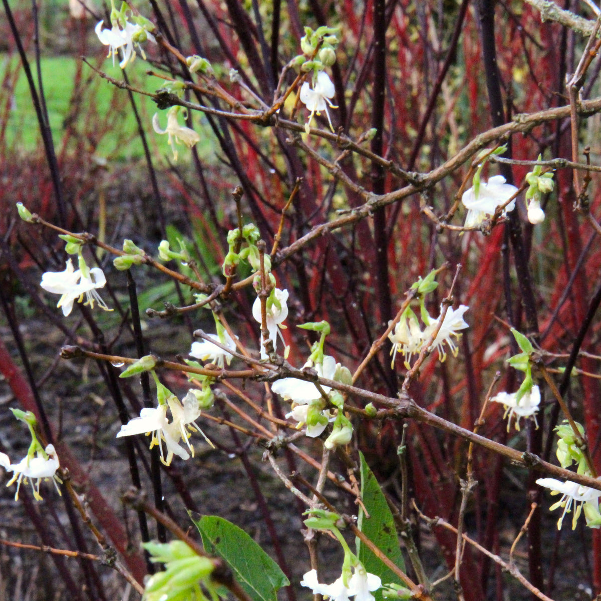 Lonicera x purpusii 'Winter Beauty' – Ballyrobert Gardens