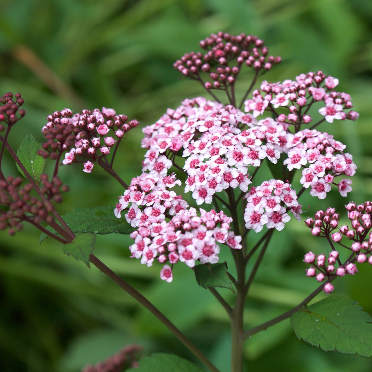 spiraea-japonica-little-princess-ballyrobert-gardens