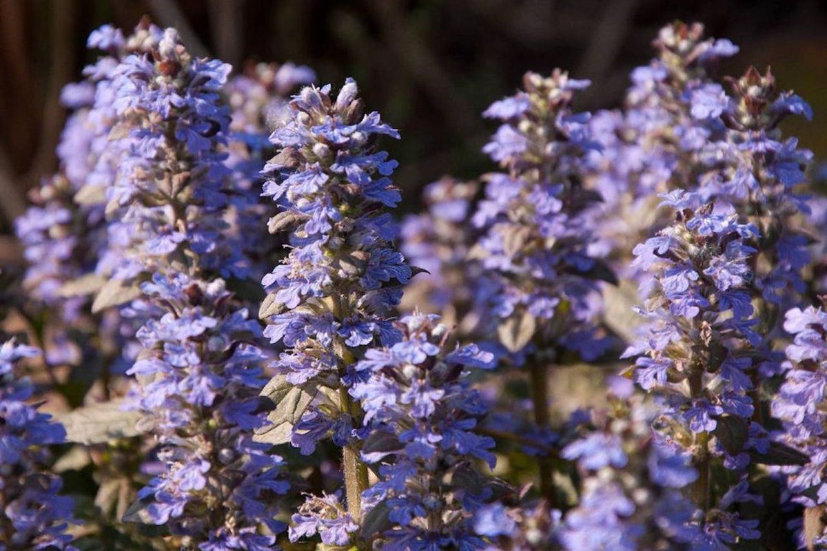 Ajuga reptans 'Braunherz' – Ballyrobert Gardens