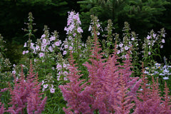 Astilbe 'Heart and Soul'