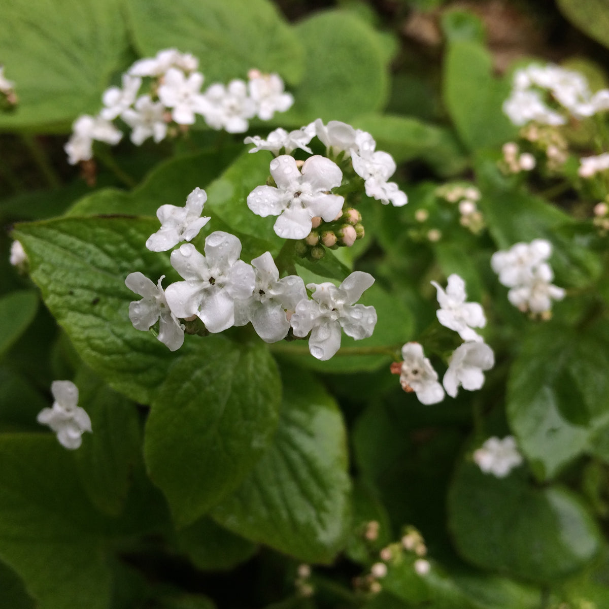 Brunnera macrophylla 'Betty Bowring' Ballyrobert Gardens