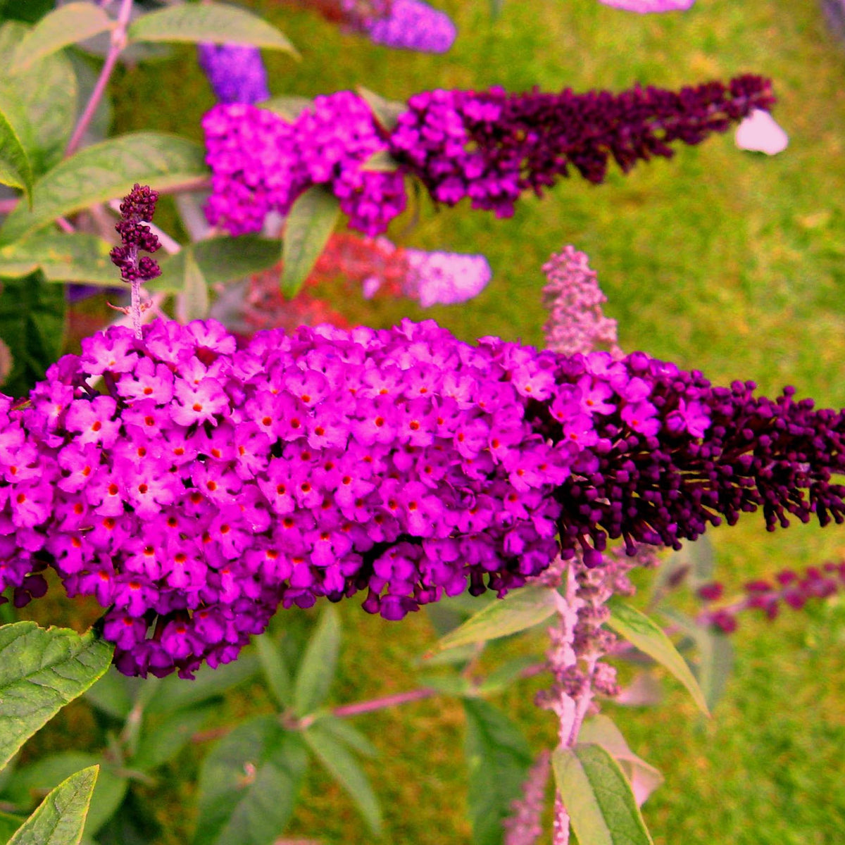 Buddleja Davidii Royal Red Ballyrobert Gardens buddleja-davidii-royal-red-ballyrobert-gardens