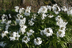 Cardamine heptaphylla 'Big White'