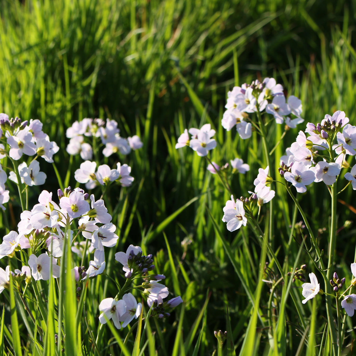 Cardamine pratensis – Ballyrobert Gardens