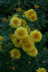 Chrysanthemum 'Spartan Canary'