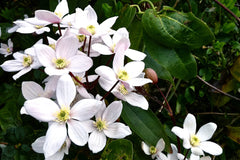 Clematis 'Apple Blossom' (Ar)