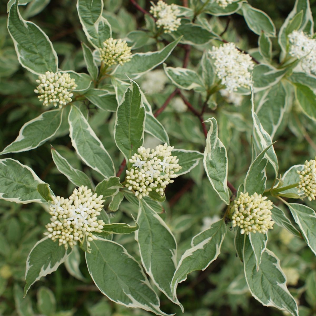 Cornus alba 'Elegantissima' (v) – Ballyrobert Gardens