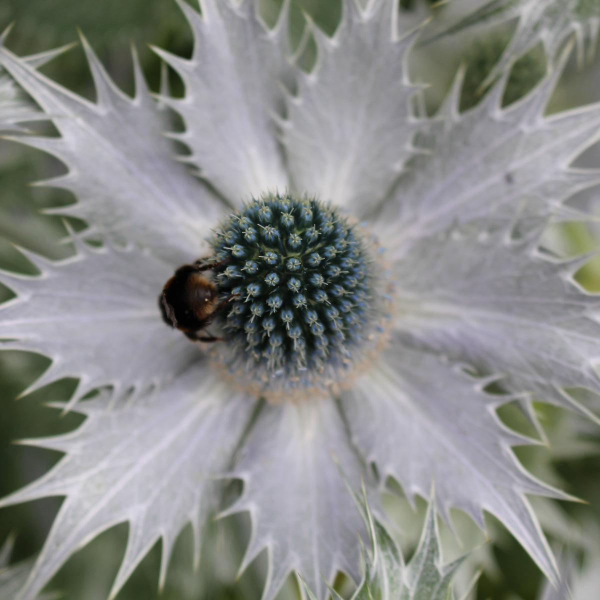 Eryngium giganteum Ballyrobert Gardens