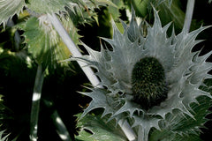 Eryngium giganteum 'Silver Ghost'