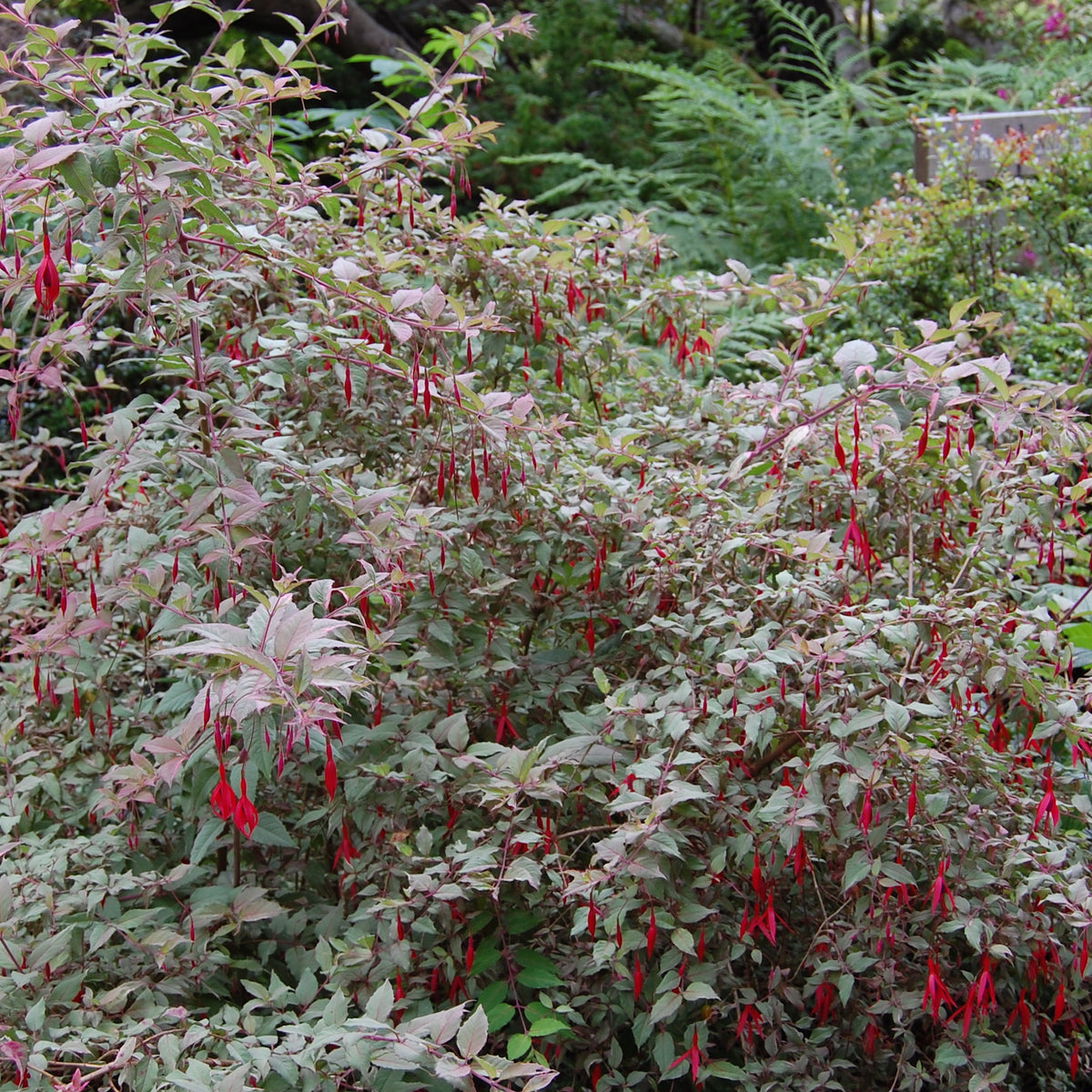 Fuchsia magellanica var. gracilis 'Versicolor' (v) – Ballyrobert Gardens