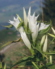 Gentiana asclepiadea 'Alba'