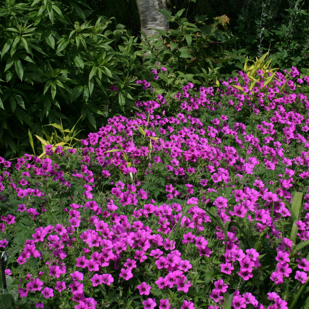 geranium patricia seeds Geranium PATRICIA 'Brempat' – Ballyrobert Gardens