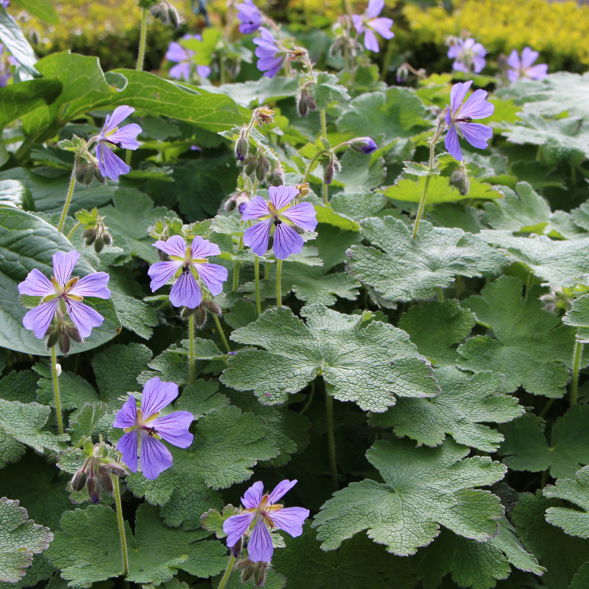 geranium renardii seeds Geranium renardii 'Zetterlund' – Ballyrobert Gardens