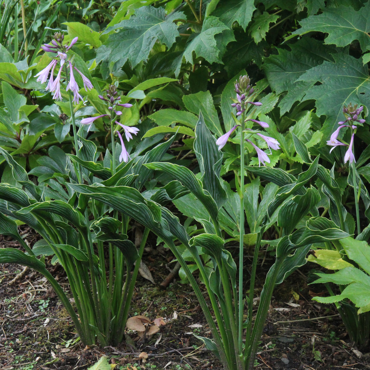 praying hands hosta plant Hosta 'Praying Hands' (v) – Ballyrobert Gardens