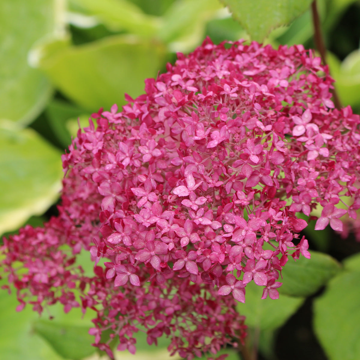 Hydrangea Arborescens INVINCIBELLE SPIRIT Ncha1 Ballyrobert Gardens hydrangea-arborescens-invincibelle-spirit-ncha1-ballyrobert-gardens