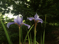 Iris 'Cambridge' (Sib)