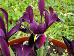 Iris 'George' (Reticulata)
