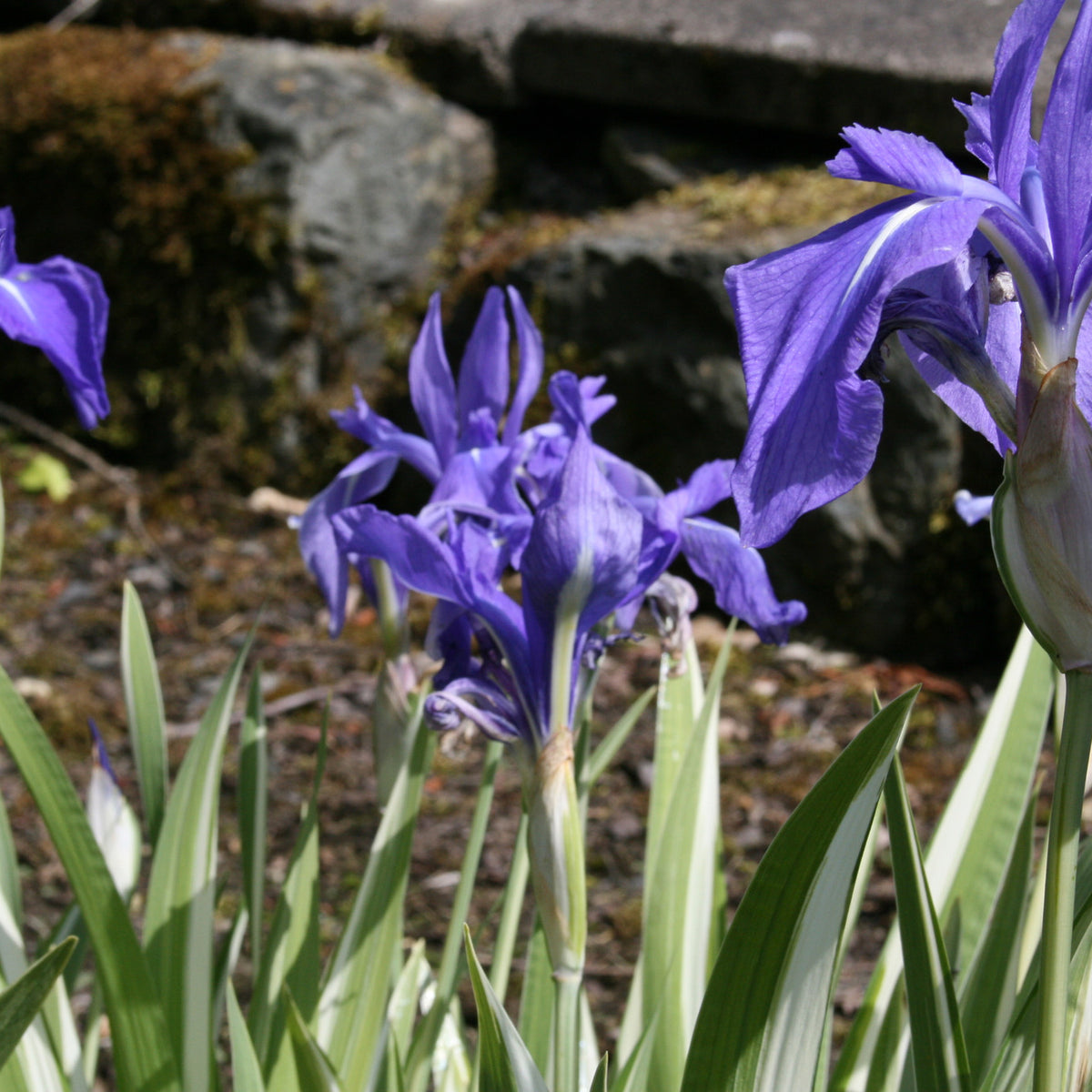Iris laevigata 'Variegata' (v) – Ballyrobert Gardens
