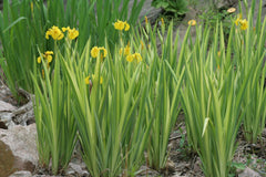 Iris pseudacorus 'Variegata' (v)