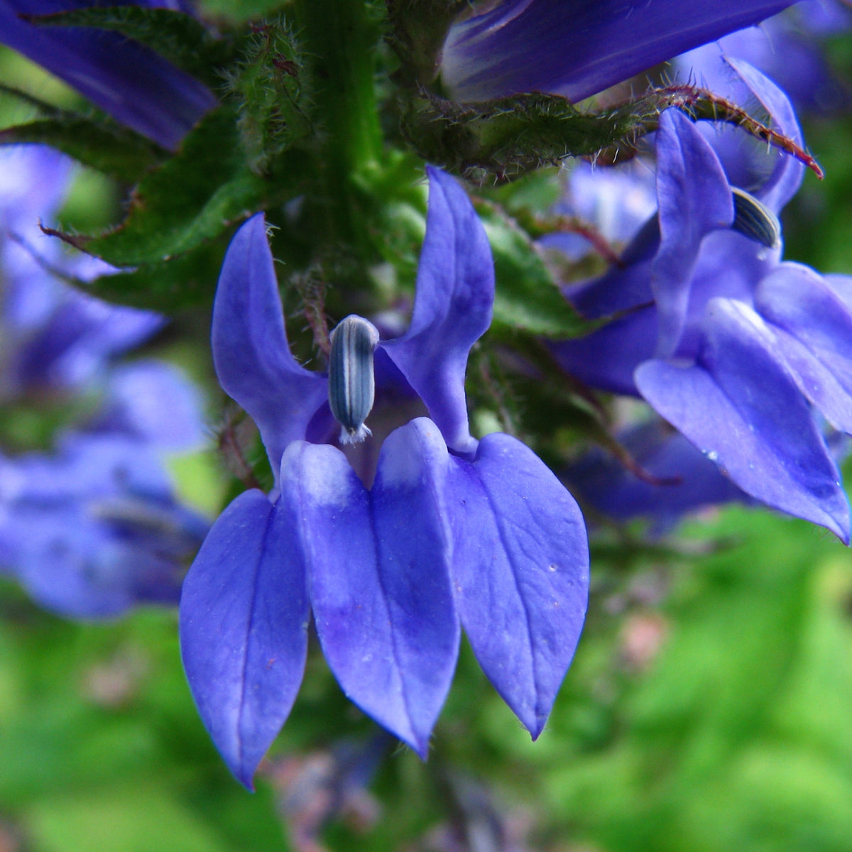 Lobelia siphilitica Ballyrobert Gardens
