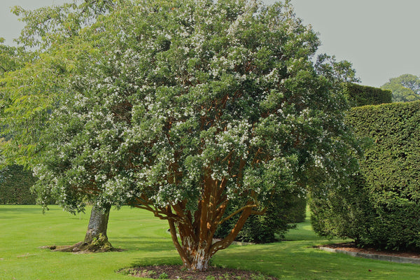 Luma apiculata, Chilean Myrtle – Dancing Oaks Nursery and Gardens
