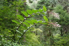 Maianthemum oleraceum