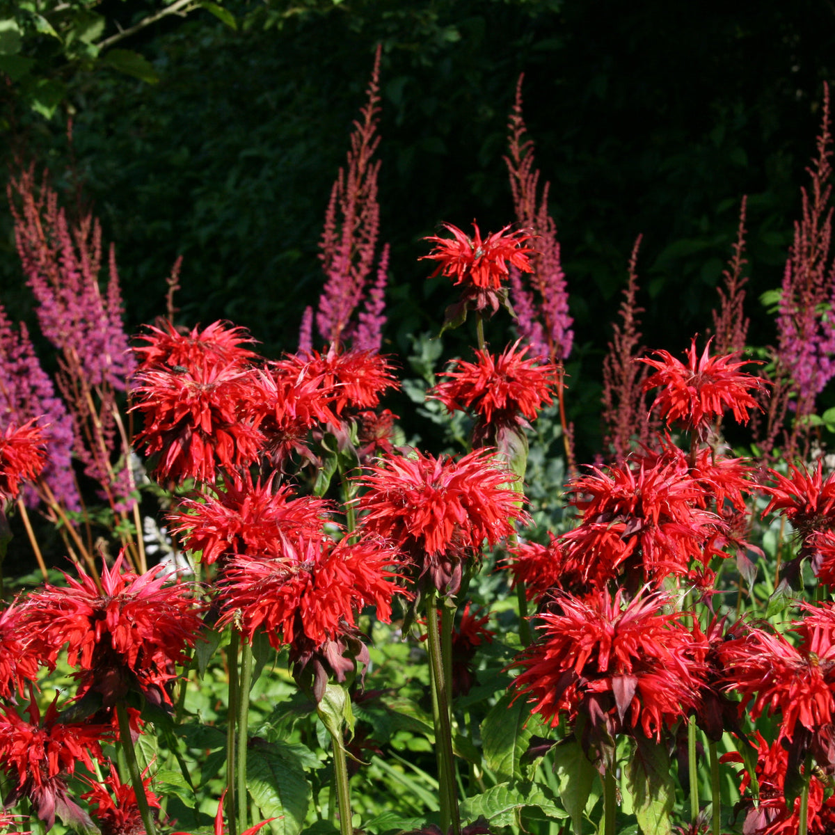 Monarda 'Adam' – Ballyrobert Gardens