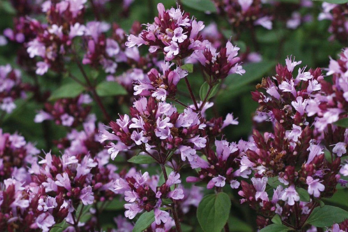 Origanum Laevigatum Herrenhausen
