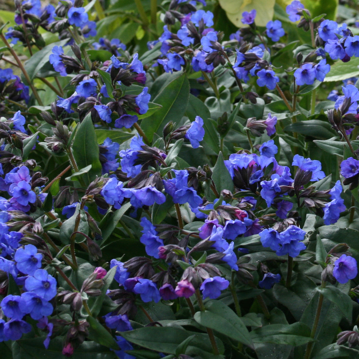 Pulmonaria 'Blue Ensign' Ballyrobert Gardens