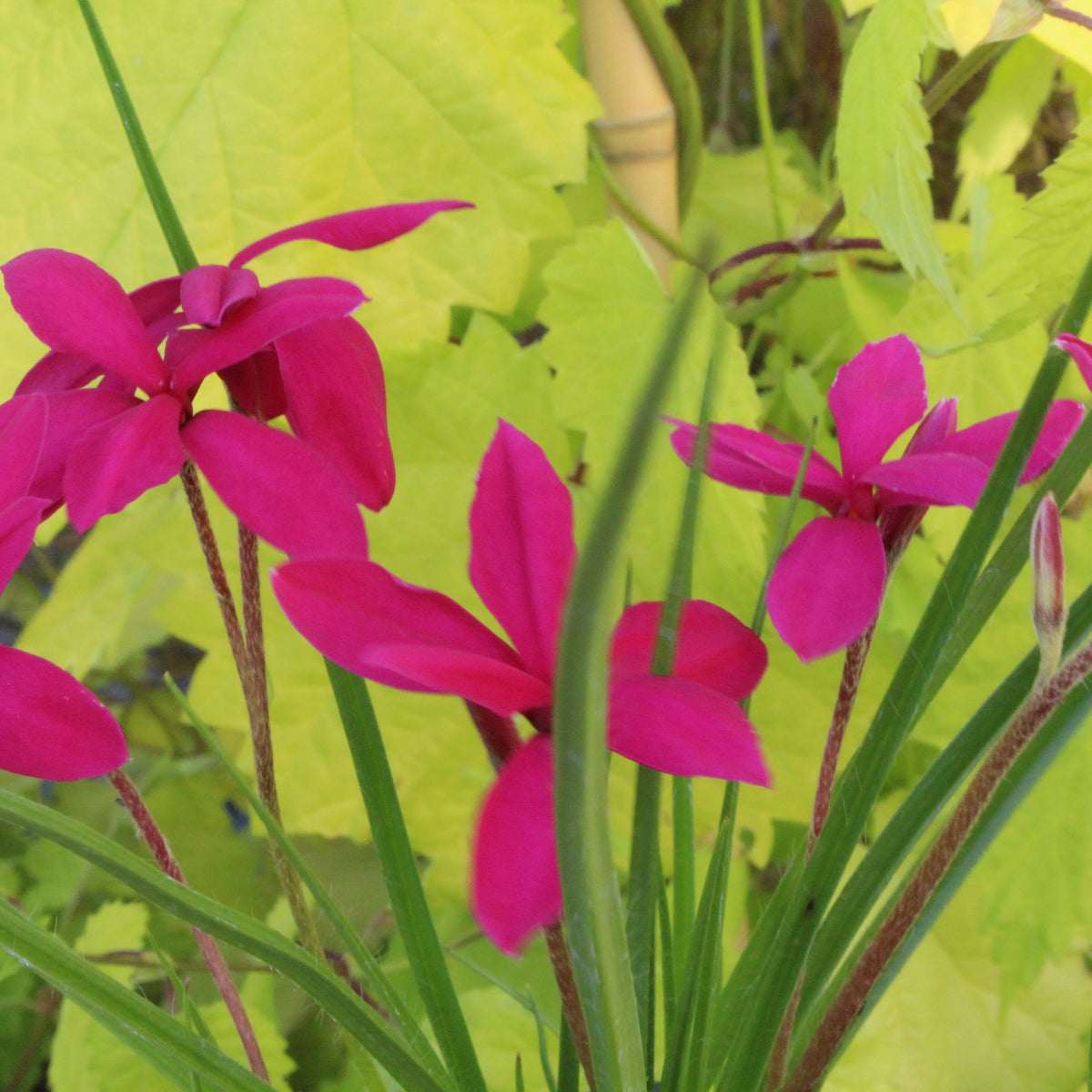 Rhodohypoxis Milloides Claret Ballyrobert Gardens rhodohypoxis-milloides-claret-ballyrobert-gardens