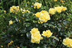 Rosa Flower Carpet Gold = 'Noalesa' (GC)