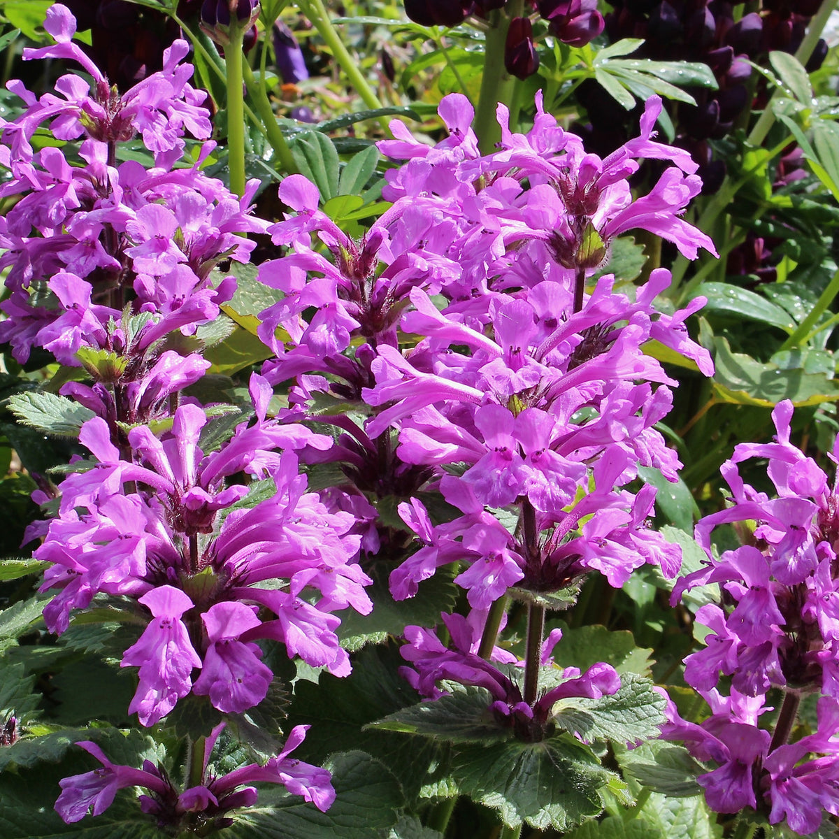 Stachys Macrantha Pink Barrels Ballyrobert Gardens stachys-macrantha-pink-barrels-ballyrobert-gardens