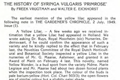 Syringa vulgaris 'Primrose'