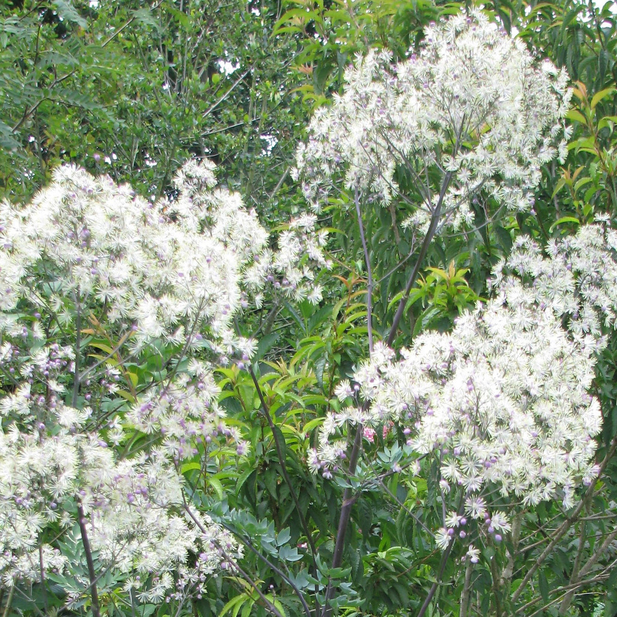 Thalictrum 'Elin' – Ballyrobert Gardens
