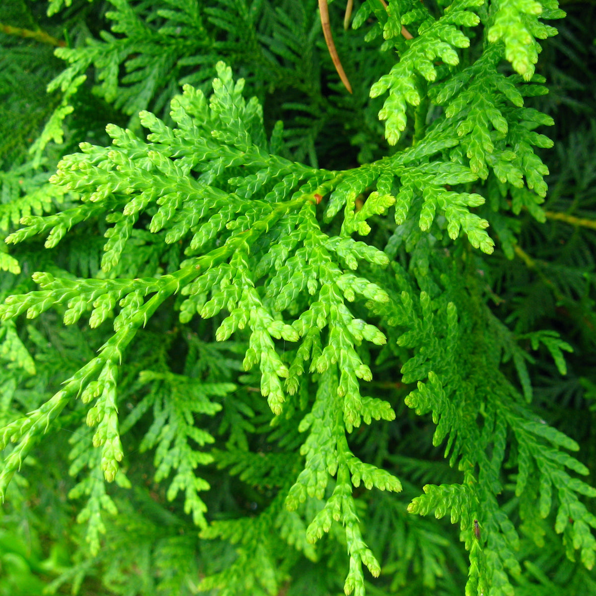 Thuja occidentalis 'Brabant' – Ballyrobert Gardens