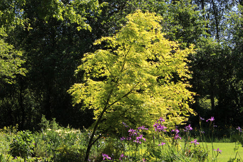 Acer palmatum 'Aureum' (P)