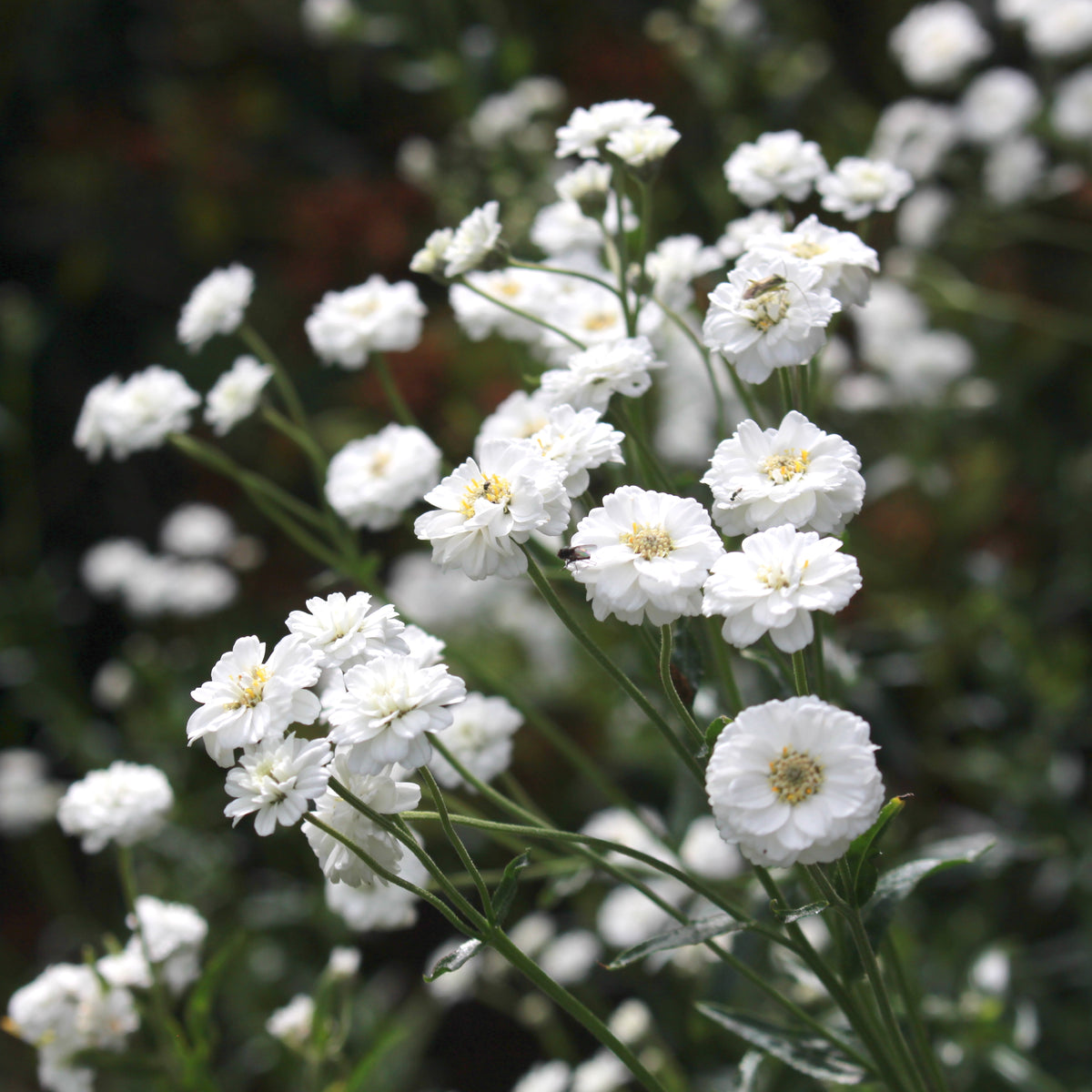 Achillea ptarmica 'Perry's White' (d) – Ballyrobert Gardens