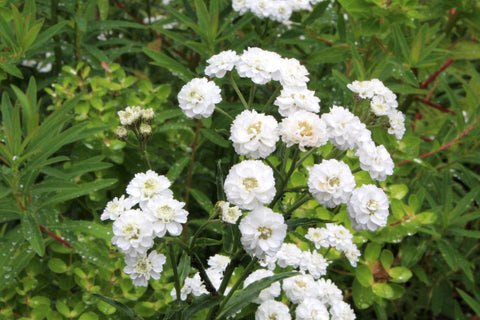 Achillea ptarmica (The Pearl Group) 'The Pearl' (clonal) (d)