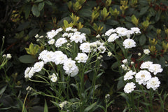 Achillea ptarmica (The Pearl Group) 'The Pearl' (clonal) (d)