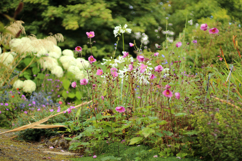 Anemone hupehensis var. japonica 'Splendens'