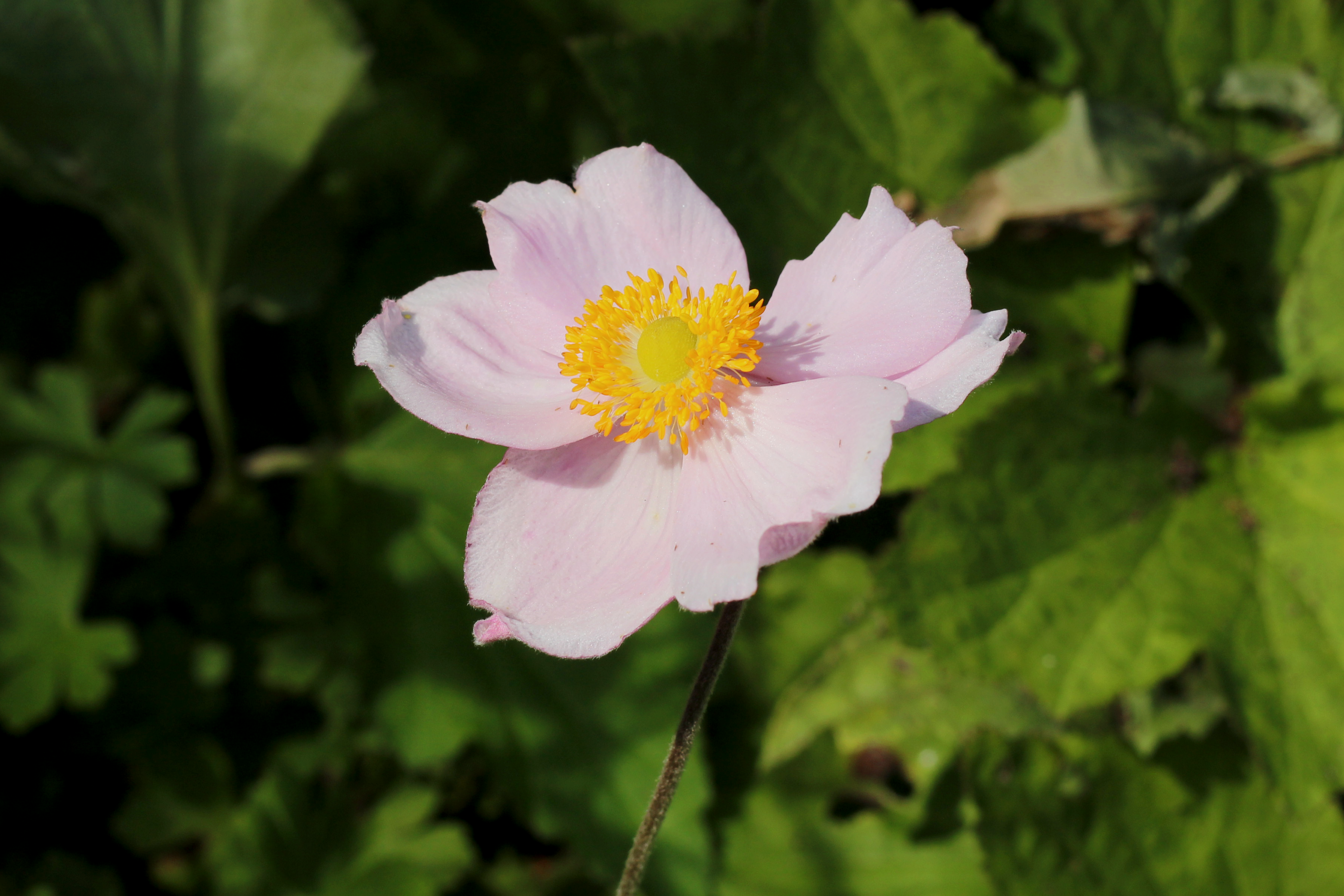 Anemone x hybrida 'September Charm' – Ballyrobert Gardens