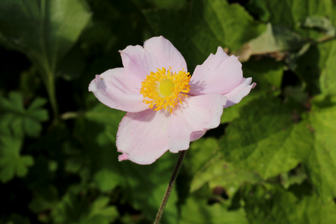 Anemone x hybrida 'September Charm'