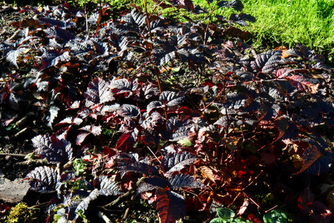 Astilbe 'Chocolate Shogun'