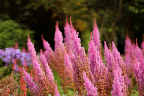 Astilbe chinensis var. taquetii 'Superba'