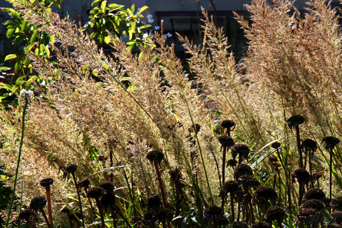 Calamagrostis brachytricha 