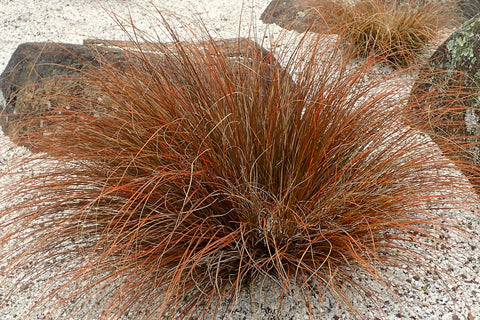 Carex testacea