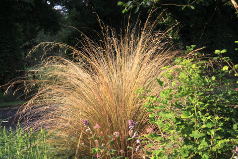 Chionochloa rubra