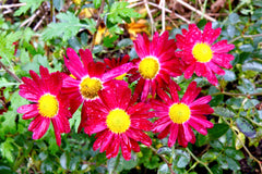 Chrysanthemum 'Royal Command' (21a)